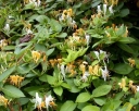 rośliny ozdobne - ZIMOZIELONY Wiciokrzew japoński Halliana (Lonicera japonica Halliana) C2/80cm