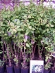 sadzonki - ZIMOZIELONY Wiciokrzew japoński Halliana (Lonicera japonica Halliana) C2/80cm