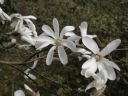 rośliny ozdobne - Magnolia japońska 'ISIS'® Magnolia kobus C5/80cm *K9