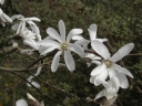 sklep ogrodniczy - Magnolia japońska 'ISIS'® Magnolia kobus C5/80cm *K9