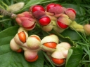 sklep ogrodniczy - Magnolia japońska 'ISIS'® Magnolia kobus C5/80cm *K9