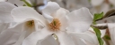 sadzonki - Magnolia japońska 'ISIS'® Magnolia kobus C5/80cm *K9