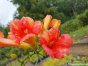 sklep ogrodniczy -  Campsis x tagliabuana Orangeade® 'Tracamp' Milin C4/80cm *6