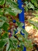 sadzonki -  Winnik zmienny Elegans (Ampelopsis glandulosa)