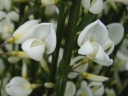 rośliny ogrodowe -  Żarnowiec biały ALBUS Szczodrzeniec Cytisus praecox