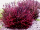 rośliny ozdobne - Manuka WINTER CHEER Leptospermum scoparium zw. Drzewko herbaciane /C2 *G