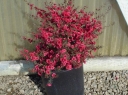 rośliny ogrodowe - Manuka WINTER CHEER Leptospermum scoparium zw. Drzewko herbaciane /C2 *G