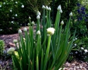sklep ogrodniczy - Cebula siedmiolatka w doniczce Allium fistulosum C1