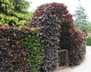 rośliny ogrodowe - Buk pospolity ATROPUNICEA Fagus sylvatica P15/30-50cm *1