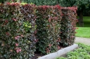 sadzonki - Buk pospolity ATROPUNICEA Fagus sylvatica P15/30-50cm *1
