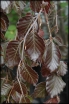 sadzonki - Buk pospolity ATROPUNICEA Fagus sylvatica P15/30-50cm *1