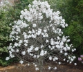 rośliny ogrodowe - Magnolia stellata ROYAL STAR Magnolia gwiaździsta C5/60-80cm *T43