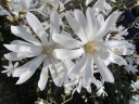 sklep ogrodniczy - Magnolia stellata ROYAL STAR Magnolia gwiaździsta C5/60-80cm *T43