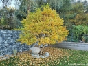sklep ogrodniczy - Magnolia stellata ROYAL STAR Magnolia gwiaździsta C5/60-80cm *T43