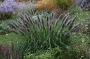 rośliny ogrodowe -  Rozplenica japońska BLACK BEAUTY Pennisetum alopecuroides viridescens Piórkówka /C2 *26