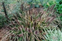 rośliny ozdobne - Rozplenica japońska BLACK BEAUTY Pennisetum alopecuroides viridescens Piórkówka /C2 *26