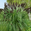 rośliny ogrodowe - Rozplenica japońska BLACK BEAUTY Pennisetum alopecuroides viridescens Piórkówka /C2 *26