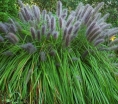 rośliny ogrodowe -  Rozplenica japońska MOUDRY Pennisetum alopecuroides Piórkówka /C2 *5