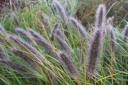 rośliny ozdobne - Rozplenica japońska MOUDRY Pennisetum alopecuroides Piórkówka /C2 *5