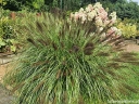rośliny ogrodowe -  Rozplenica japońska RED HEAD Pennisetum alopecuroides Piórkówka C2 *K5
