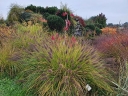 rośliny ogrodowe - Rozplenica japońska RED HEAD Pennisetum alopecuroides Piórkówka C2 *K5