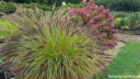 rośliny ozdobne - Rozplenica japońska RED HEAD Pennisetum alopecuroides Piórkówka C2 *K5