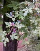sklep ogrodniczy - Winnik zmienny Elegans (Ampelopsis glandulosa)