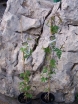 rośliny ozdobne - Winnik zmienny Elegans (Ampelopsis glandulosa)