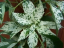 rośliny ozdobne -  Winobluszcz pięciolistkowy Star Showers (syn. Parthenocissus quinquefolia) C2/60cm *K11