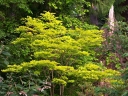 rośliny ozdobne - Klon Shirasawy JORDAN® Acer shirasawanum C3/50-70cm *TL