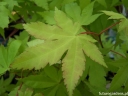 sklep ogrodniczy - Klon Shirasawy JORDAN® Acer shirasawanum C3/50-70cm *TL