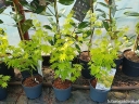 rośliny ogrodowe - Klon Shirasawy JORDAN® Acer shirasawanum C3/50-70cm *TL