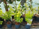 sadzonki - Klon Shirasawy JORDAN® Acer shirasawanum C3/50-70cm *K11