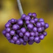 rośliny ozdobne -  Pięknotka japońska KOSHIMA No HOMATE Callicarpa japonica /C2 *K17