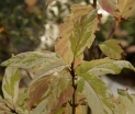 sklep ogrodniczy - Pięknotka japońska KOSHIMA No HOMATE Callicarpa japonica /C2 *K17