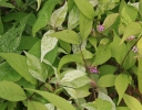 sadzonki - Pięknotka japońska KOSHIMA No HOMATE Callicarpa japonica /C2 *K17