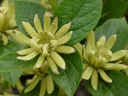 rośliny ogrodowe -  Kielichowiec wonny ATHENS Calycanthus floridus C5/40-50cm *K11