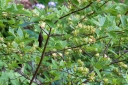 rośliny ozdobne - Kielichowiec wonny ATHENS Calycanthus floridus C5/40-50cm *K11