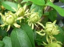 rośliny ogrodowe - Kielichowiec wonny ATHENS Calycanthus floridus C5/40-50cm *K11