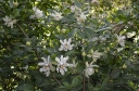 rośliny ozdobne - Kielichowiec x VENUS Calycanthus C5/50-60cm *K11