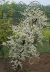 sadzonki -  Judaszowiec płaczący VANILLA TWIST Cercis canadensis C12/180cm *K6