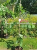 rośliny ogrodowe - Judaszowiec płaczący VANILLA TWIST Cercis canadensis C12/180cm *K6