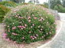 rośliny ozdobne - Czystek SILVER PINK Cistus x argenteus C1,5/20cm *G