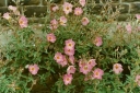 rośliny ozdobne - Czystek SILVER PINK Cistus x argenteus C1,5/20cm *G