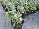 rośliny ogrodowe - Czystek SILVER PINK Cistus x argenteus C1,5/20cm *G