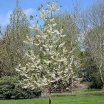 rośliny ogrodowe - Ośnieża czteroskrzydła UCONN WEDDING BELLS Halesia tetraptera C3/40cm