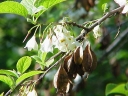 rośliny ozdobne - Ośnieża czteroskrzydła UCONN WEDDING BELLS Halesia tetraptera C3/40cm