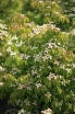 rośliny ozdobne - Dereń kousa EURO STAR Cornus kousa C5/1-1,2m *K6