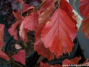 rośliny ozdobne - Oczar wiosenny AMETHYST Hamamelis vernalis C3/20-30cm *K12