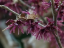 rośliny ogrodowe - Oczar wiosenny AMETHYST Hamamelis vernalis C3/20-30cm *K12